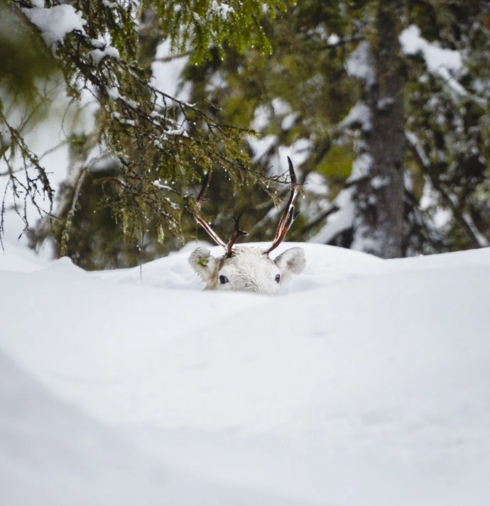 Reindeer Finnish Lapland