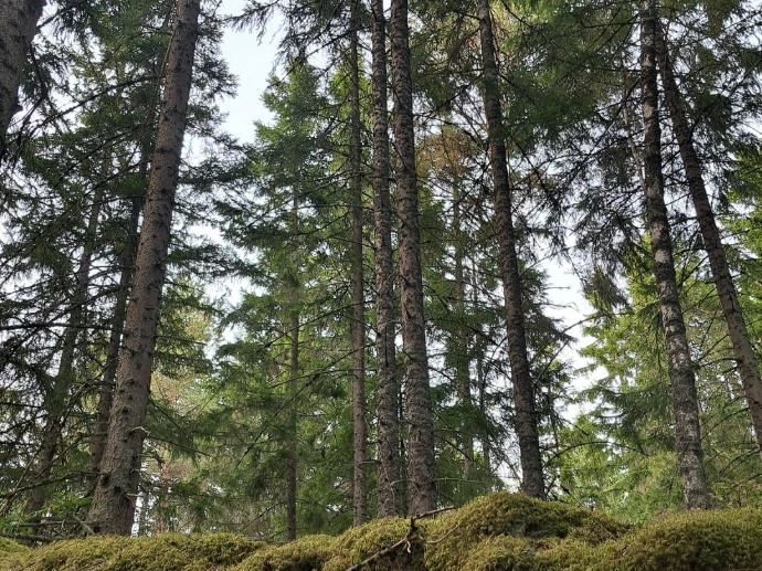 Nature Exploration