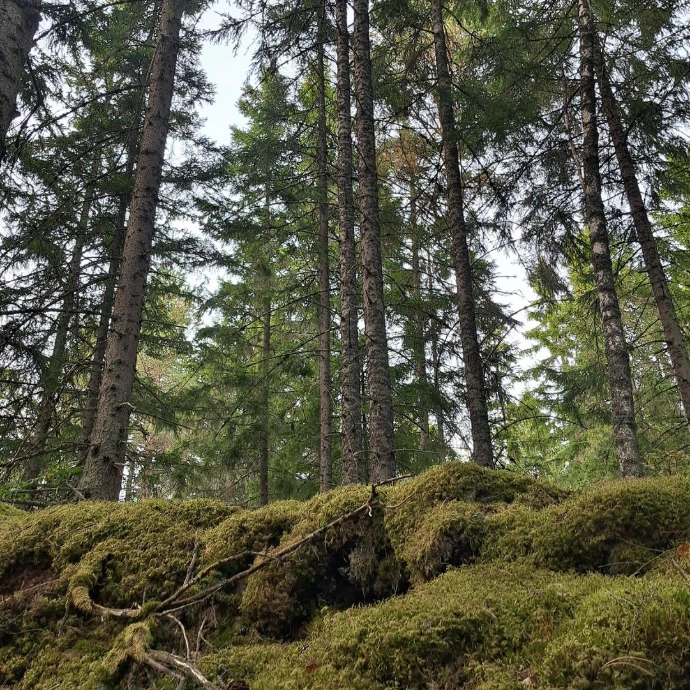 Walk into the finnish forest